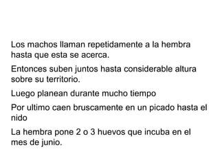 Los machos llaman repetidamente a la hembra
hasta que esta se acerca.
Entonces suben juntos hasta considerable altura
sobr...