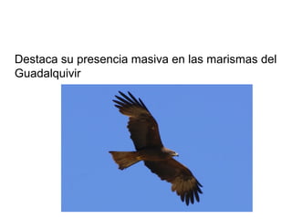 Destaca su presencia masiva en las marismas del
Guadalquivir
 