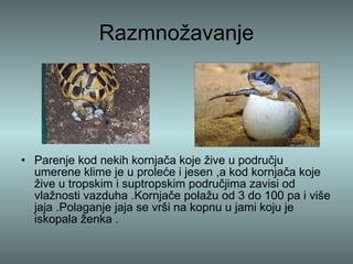 Razmnožavanje Parenje kod nekih kornjača koje žive u području umerene klime je u proleće i jesen ,a kod kornjača koje žive u tropskim i suptropskim područjima zavisi od vlažnosti vazduha .Kornjače polažu od 3 do 100 pa i više jaja .Polaganje jaja se vrši na kopnu u jami koju je iskopala ženka .  