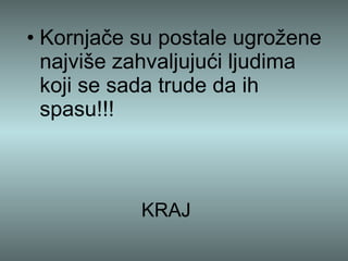 KRAJ Kornjače su postale ugrožene najviše zahvaljujući ljudima koji se sada trude da ih spasu!!! 
