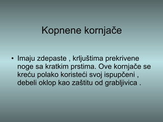 Kopnene kornjače Imaju zdepaste , krljuštima prekrivene noge sa kratkim prstima. Ove kornjače se kreću polako koristeći svoj ispupčeni , debeli oklop kao zaštitu od grabljivica .  