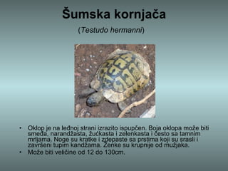 Šumska kornjača ( Testudo hermanni )    Oklop je na leđnoj strani izrazito ispupčen. Boja oklopa može biti smeđa, narandžasta, žućkasta i zelenkasta i često sa tamnim mrljama. Noge su kratke i zdepaste sa prstima koji su srasli i završeni tupim kandžama. Ženke su krupnije od mužjaka. Može biti veličine od 12 do 130cm. 