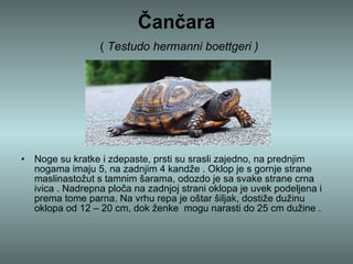 Čančara   (  Testudo hermanni boettgeri ) Noge su kratke i zdepaste, prsti su srasli zajedno, na prednjim nogama imaju 5, na zadnjim 4 kandže . Oklop je s gornje strane maslinastožut s tamnim šarama, odozdo je sa svake strane crna ivica . Nadrepna ploča na zadnjoj strani oklopa je uvek podeljena i prema tome parna. Na vrhu repa je oštar šiljak, dostiže dužinu oklopa od 12 – 20 cm, dok ženke  mogu narasti do 25 cm dužine .  