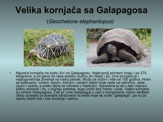 Velika kornjača sa Galapagosa ( Geochelone elephantopus)   Najveća kornjača na svetu živi na Galapagosu. Najkrupniji primerci imaju i po 270 kilograma, a od glave do repa dostižu dužinu do metar i po. Ova kornjača je i najdugovečnija životinja na našoj planeti. Može da doživi i više od 150 godina. Hrani se kaktusom, voćem, lozom, travom i ostalim biljem koje raste na ostrvima. Jede ujutro i uveče, a preko dana se odmara u hladovini. Sposobna je da u telu napravi zalihu tečnosti i da, u slučaju potrebe, dugo izdrži bez hrane i vode. Velike kornjače su simbol Galapagosa. Čak je i ime Galapagos u vezi s kornjačama: njihov sedlasti oklop podsetio je španske istraživače na sedlo koje se zvalo "galapago", pa su po njemu dobili ime i ove životinje i ostrvo.  