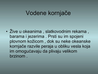 Vodene kornjače Žive u okeanima , slatkovodnim rekama , barama i jezerima . Prsti su im spojeni plovnom kožicom , dok su neke okeanske kornjače razvile peraja u obliku vesla koja im omogućavaju da plivaju velikom brzinom .  