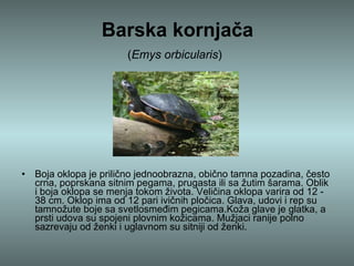Barska kornjača ( Emys orbicularis )   Boja oklopa je prilično jednoobrazna, obično tamna pozadina, često crna, poprskana sitnim pegama, prugasta ili sa žutim šarama. Oblik i boja oklopa se menja tokom života. Veličina oklopa varira od 12 - 38 cm. Oklop ima od 12 pari ivičnih pločica. Glava, udovi i rep su tamnožute boje sa svetlosmeđim pegicama.Koža glave je glatka, a prsti udova su spojeni plovnim kožicama. Mužjaci ranije polno sazrevaju od ženki i uglavnom su sitniji od ženki. 