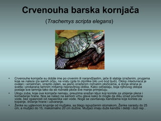 Crvenouha barska kornjača ( Trachemys scripta elegans )   Crvenouhe kornjače su dobile ime po crvenim ili narandžastim, jače ili slabije izraženim, prugama koje se nalaze iza samih očiju, na vratu (gde bi otprilike bilo uvo kod ljudi). Oklop mladunaca je ovalan i simetričan, izrazito zelen, sa jasno izraženim rožnatim pločicama, a donja strana je svetla i prošarana tamnim mrljama nepravilnog oblika. Kako odrastaju, boja njihovog oklopa postaje sve tamnija tako da se rožnate ploče sve manje primjećuju. Ulogu zuba, koje ove kornjače nemaju, preuzima snažan kljun koji koriste za ubijanje plena i komadanje hrane. Nos se nalazi na samom vrhu glave kako bi mogle da dišu iznad površine vode, bez opasnosti od napasnika van vode. Noge se završavaju kandžama koje koriste za kopanje, držanje hrane i udvaranje. Ženke su uglavnom krupnije od mužjaka, sa blago ispupčenim stomakom. Ženke narastu do 25 cm, a mužjaci do 15, maksimalno 20 cm dužine. Mužjaci imaju duže kandže i deblji i duži rep . 