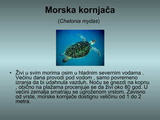 Morska kornjača ( Chelonia mydas )   Živi u svim morima osim u hladnim severnim vodama . Većinu dana provodi pod vodom , samo povremeno izranja da bi udahnula vazduh. Noću se gnezdi na kopnu , obično na plažama procenjuje se da živi oko 80 god. U većini zemalja smatraju se ugroženom vrstom. Zavisno od vrste, morske kornjače dostignu veličinu od 1 do 2 metra.  