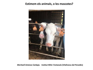 Estimem els animals, o les mascotes?
Meritxell Antúnez Carbajo. Institut Milà i Fontanals (Vilafranca del Penedès)
 