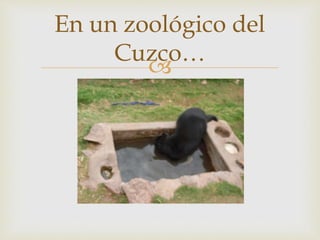 En un zoológico del 
Cuzco… 
 
 