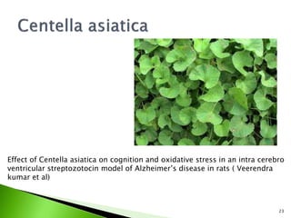 23
Effect of Centella asiatica on cognition and oxidative stress in an intra cerebro
ventricular streptozotocin model of Alzheimer’s disease in rats ( Veerendra
kumar et al)
 