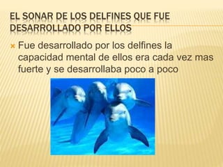 EL SONAR DE LOS DELFINES QUE FUE
DESARROLLADO POR ELLOS
 Fue desarrollado por los delfines la
capacidad mental de ellos era cada vez mas
fuerte y se desarrollaba poco a poco
 