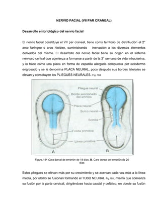 NERVIO FACIAL (VII PAR CRANEAL)
Desarrollo embriológico del nervio facial
El nervio facial constituye el VII par craneal, tiene como territorio de distribución el 2°
arco faríngeo o arco hioideo, suministrando inervación a los diversos elementos
derivados del mismo. El desarrollo del nervio facial tiene su origen en el sistema
nervioso central que comienza a formarse a partir de la 3° semana de vida intrauterina,
y lo hace como una placa en forma de zapatilla alargada compuesta por ectodermo
engrosado y se le denomina PLACA NEURAL, poco después sus bordes laterales se
elevan y constituyen los PLIEGUES NEURALES. Fig. 184
Estos pliegues se elevan más por su crecimiento y se acercan cada vez más a la línea
media, por último se fusionan formando el TUBO NEURAL Fig.185, mismo que comienza
su fusión por la parte cervical, dirigiéndose hacia caudal y cefálico, en donde su fusión
Figura.184 Cara dorsal de embrión de 18 días. B. Cara dorsal del embrión de 20
días
 