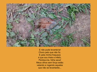 E não pude levantá-la!
Choro pelo que não fiz.
E pela minha fraqueza
é que sou triste e infeliz.
Perdoa-me, folha seca!
Meus olhos sem força estão
velando e rogando aqueles
que não se levantarão...
 