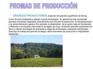 GRANDES PRODUCTORES: disponen de grandes superficies de tierras,
mano de obra asalariada y aplican nuevas tecnologías. En general se han constituido
grandes empresas integradas verticalmente que incluyen la producción, la industrialización
y la comercialización agraria. Por ejemplo, la elaboración de la yerba mate en Corritentes
y Misiones y la industria vitivinícola en la región de Cuyo. Arriendan grandes superficies de
tierra y utilizan tecnología de avanzada a cargo de contratistas y asesores comerciales.
Este tipo de trabajo les permite conseguir altos volúmenes de producción e importantes
ganancias.
 