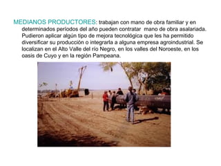 MEDIANOS PRODUCTORES: trabajan con mano de obra familiar y en
determinados períodos del año pueden contratar mano de obra asalariada.
Pudieron aplicar algún tipo de mejora tecnológica que les ha permitido
diversificar su producción o integrarla a alguna empresa agroindustrial. Se
localizan en el Alto Valle del río Negro, en los valles del Noroeste, en los
oasis de Cuyo y en la región Pampeana.
 