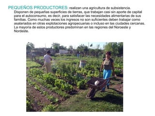 PEQUEÑOS PRODUCTORES: realizan una agricultura de subsistencia.
Disponen de pequeñas superficies de tierras, que trabajan casi sin aporte de capital
para el autoconsumo, es decir, para satisfacer las necesidades alimentarias de sus
familias. Como muchas veces los ingresos no son suficientes deben trabajar como
asalariados en otras explotaciones agropecuarias o incluso en las ciudades cercanas.
La mayoría de estos productores predominan en las regiones del Noroeste y
Nordeste.
 
