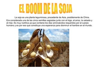La soja es una planta leguminosa, procedente de Asia, posiblemente de China.
Era considerada una de las cinco semillas sagradas junto con el trigo, el arroz, la cebada y
el mijo. Es muy nutritiva ya que contiene los diez aminoácidos requeridos por el cuerpo
humano y es por eso que constituye una esperanza para disminuir el hambre en el mundo.
 