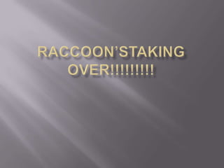 RaCcoon’staking over!!!!!!!!! 