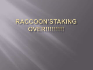 RaCcoon’staking over!!!!!!!!!,[object Object]