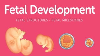 Powerpoint Fetal Development Milestones-of-Fetal-Growth-Development-PPT.pptx
