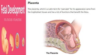 Milestones-of-Fetal-Growth-Development-PPT.pptx