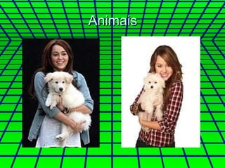 Animais 