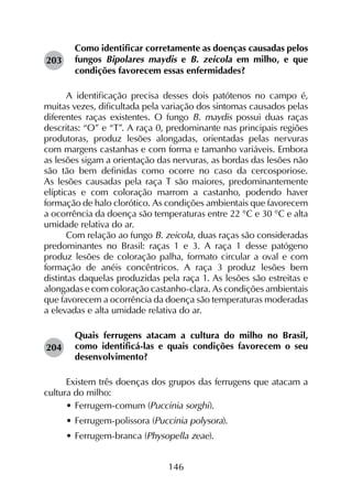 146
Como identificar corretamente as doenças causadas pelos
fungos Bipolares maydis e B. zeicola em milho, e que
condições favorecem essas enfermidades?
A identificação precisa desses dois patótenos no campo é,
muitas vezes, dificultada pela variação dos sintomas causados pelas
diferentes raças existentes. O fungo B. maydis possui duas raças
descritas: “O” e “T”. A raça 0, predominante nas principais regiões
produtoras, produz lesões alongadas, orientadas pelas nervuras
com margens castanhas e com forma e tamanho variáveis. Embora
as lesões sigam a orientação das nervuras, as bordas das lesões não
são tão bem definidas como ocorre no caso da cercosporiose.
As lesões causadas pela raça T são maiores, predominantemente
elípticas e com coloração marrom a castanho, podendo haver
formação de halo clorótico. As condições ambientais que favorecem
a ocorrência da doença são temperaturas entre 22 °C e 30 °C e alta
umidade relativa do ar.
Com relação ao fungo B. zeicola, duas raças são consideradas
predominantes no Brasil: raças 1 e 3. A raça 1 desse patógeno
produz lesões de coloração palha, formato circular a oval e com
formação de anéis concêntricos. A raça 3 produz lesões bem
distintas daquelas produzidas pela raça 1. As lesões são estreitas e
alongadas e com coloração castanho-clara. As condições ambientais
que favorecem a ocorrência da doença são temperaturas moderadas
a elevadas e alta umidade relativa do ar.
Quais ferrugens atacam a cultura do milho no Brasil,
como identificá-las e quais condições favorecem o seu
desenvolvimento?
Existem três doenças dos grupos das ferrugens que atacam a
cultura do milho:
•	Ferrugem-comum (Puccinia sorghi).
•	Ferrugem-polissora (Puccinia polysora).
•	Ferrugem-branca (Physopella zeae).
203
204
 