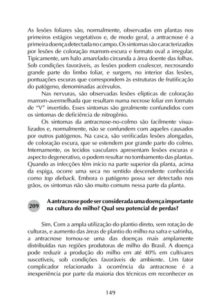 149
As lesões foliares são, normalmente, observadas em plantas nos
primeiros estágios vegetativos e, de modo geral, a antracnose é a
primeiradoençadetectadanocampo.Ossintomassãocaracterizados
por lesões de coloração marrom-escura e formato oval a irregular.
Tipicamente, um halo amarelado circunda a área doente das folhas.
Sob condições favoráveis, as lesões podem coalescer, necrosando
grande parte do limbo foliar, e surgem, no interior das lesões,
pontuações escuras que correspondem às estruturas de frutificação
do patógeno, denominadas acérvulos.
Nas nervuras, são observadas lesões elípticas de coloração
marrom-avermelhada que resultam numa necrose foliar em formato
de “V” invertido. Esses sintomas são geralmente confundidos com
os sintomas de deficiência de nitrogênio.
Os sintomas da antracnose-no-colmo são facilmente visua­
lizados e, normalmente, não se confundem com aqueles causados
por outros patógenos. Na casca, são verificadas lesões alongadas,
de coloração escura, que se estendem por grande parte do colmo.
Internamente, os tecidos vasculares apresentam lesões escuras e
aspecto degenerativo, o podem resultar no tombamento das plantas.
Quando as infecções têm início na parte superior da planta, acima
da espiga, ocorre uma seca no sentido descendente conhecida
como top dieback. Embora o patógeno possa ser detectado nos
grãos, os sintomas não são muito comuns nessa parte da planta.
Aantracnosepodeserconsideradaumadoençaimportante
na cultura do milho? Qual seu potencial de perdas?
Sim. Com a ampla utilização do plantio direto, sem rotação de
culturas, e aumento das áreas de plantio do milho na safra e safrinha,
a antracnose tornou-se uma das doenças mais amplamente
distribuídas nas regiões produtoras de milho do Brasil. A doença
pode reduzir a produção do milho em até 40% em cultivares
suscetíveis, sob condições favoráveis de ambiente. Um fator
complicador relacionado à ocorrência da antracnose é a
inexperiência por parte da maioria dos técnicos em reconhecer os
209
 