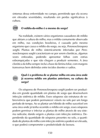 150
sintomas dessa enfermidade no campo, permitindo que ela ocorra
em elevadas severidades, resultando em perdas significativas à
cultura.
O míldio-do-milho é o mesmo do sorgo?
Na realidade, existem vários organismos causadores de míldio
que afetam a cultura do milho, mas o míldio comumente observado
em milho, nas condições brasileiras, é causado pelo mesmo
organismo que causa o míldio-do-sorgo, ou seja, Peronosclerospora
sorghi. Plantas de milho sistemicamente infectadas por Pero­
nosclerospora sorghi caracterizam-se por serem cloróticas, algumas
vezes enfezadas, podendo apresentar folhas com estrias
esbranquiçadas e que não chegam a produzir sementes. A área
clorótica da folha sempre inclui a base da lâmina foliar, com margens
transversas bem definidas entre tecidos doentes e sadios.
Qual é o problema de se plantar milho em uma área onde
já ocorreu míldio em plantios anteriores, na cultura do
sorgo?
Os oósporos de Peronosclerospora sorghi podem ser produzi-
dos em grande quantidade em plantas de sorgo que desenvolvem
infecção sistêmica de míldio. Esses oósporos são estruturas de so-
brevivência que podem permanecer viáveis no solo por um longo
período de tempo. Ao se plantar um híbrido de milho suscetível em
uma área onde já tenha ocorrido o míldio em sorgo, esses oósporos
podem germinar e infectar as plantas de milho através de seu siste-
ma radicular, dando origem a plantas com infecção sistêmica. De-
pendendo da quantidade de oósporos presentes no solo, a quanti-
dade de plantas de milho com infecção sistêmica poderá ser elevada,
o que poderá comprometer a produtividade da lavoura.
210
211
 