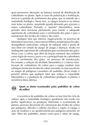 152
quais promovem alterações no balanço normal de distribuição de
carboidratos na planta. Após as fases de polinização e fertilização,
inicia-se o período de enchimento dos grãos, que se estende até a
maturidade fisiológica. Nessa fase, as espigas tornam-se os drenos
mais fortes na planta, assumindo grande demanda por açúcares e
outros carboidratos. Portanto, o “aparato” fotossintético, nesse
período, deve funcionar plenamente, para manter o adequado
suprimento de carboidratos para o enchimento dos grãos e para a
manutenção dos tecidos do colmo e das raízes.
Qualquer fator que interfira, negativamente, no processo de
fotossíntese nessa fase, como estresse hídrico, temperaturas elevadas,
desequilíbrios nutricionais, redução da radiação solar e perda de
área foliar em virtude do ataque de pragas e doenças, resulta em
inadequado suprimento de carboidratos para enchimento dos grãos.
Nesse caso, o colmo, que além da função estrutural atua também
como órgão de reserva, passa a ser a principal fonte de carboidratos
para o enchimento dos grãos, via processo de translocação.
No entanto, a redução da atividade fotossintética e a intensa trans­
locação de carboidratos do colmo para a espiga resultam num
enfraquecimento dos tecidos do colmo, tornando-os mais suscetíveis
ao ataque de patógenos causadores de podridão. Desse modo, é
possível afirmar que qualquer fator que reduza a capacidade
fotossintética e a produção de carboidratos predispõe as plantas à
ocorrência dessa doença.
Quais os danos ocasionados pelas podridões de colmo
do milho?
A ocorrência de podridões de colmo na fase final do ciclo da
cultura, após a maturidade fisiológica, geralmente não resulta em
perdas significativas na produção. Entretanto, o acamamento de
plantas, processo decorrente da colonização dos tecidos do colmo
por patógenos, dificulta a colheita mecânica e expõe as espigas à
ação de roedores e ao apodrecimento por patógenos presentes no
solo. Além das podridões, fatores como peso e altura de espiga,
214
 