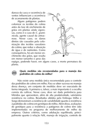 153
dureza da casca e ocorrência de
ventos influenciam a ocorrência
de acamamento de plantas.
Alguns patógenos podem
colonizar os tecidos do colmo
antes da fase de enchimento de
grãos em plantas ainda vigoro-
sas, como é o caso de C. grami-
nicola, agente causal da antrac-
nose. Nesse caso, os danos
diretos são causados pela colo-
nização dos tecidos vasculares
do colmo, que reduz a absorção
de água e de nutrientes. Como
consequência, há um menor en-
chimento dos grãos, que resulta
em menor tamanho e peso das
espigas, podendo haver, em alguns casos, a morte prematura da
planta.
Quais medidas são recomendadas para o manejo das
podridões de colmo do milho?
Não existe uma medida única recomendada para o controle
das podridões de colmo em milho. Para se obter sucesso no manejo
dessa doença, um conjunto de medidas deve ser executado de
forma integrada. A primeira e, talvez, a mais importante é a escolha
correta da cultivar. Nesse caso, deve ser dada preferência para
híbridos que apresentem, além de alta produtividade, satisfatória
resistência no colmo. Resultados obtidos pela Embrapa Milho e
Sorgo demonstram a existência de variabilidade quanto à resistência
à podridão-de-colmo em genótipos de milho. Além disso, avaliações
de genótipos para a resistência a patógenos de colmo têm sido
implementadas no programa de melhoramento de milho da
empresa. Outros critérios, como adubação equilibrada, princi­
palmente quanto à relação N/K, manejo de irrigação, controle de
215
 