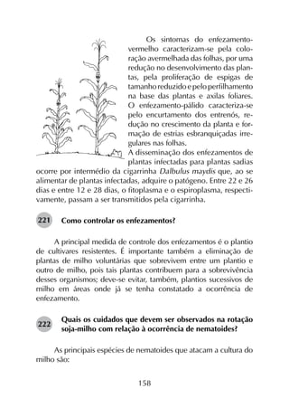 158
Os sintomas do enfezamen­to-
vermelho caracterizam-se pela colo­
ração avermelhada das folhas, por uma
redução no desenvolvimento das plan­
tas, pela proliferação de espigas de
tamanhoreduzidoepeloperfilhamento
na base das plantas e axilas foliares.
O enfezamento-pálido caracteriza-se
pelo encurtamento dos entrenós, re­
dução no crescimento da planta e for­
mação de estrias esbranquiçadas irre­
gulares nas folhas.
A disseminação dos enfezamentos de
plantas infectadas para plantas sadias
ocorre por intermédio da cigarrinha Dalbulus maydis que, ao se
alimentar de plantas infectadas, adquire o patógeno. Entre 22 e 26
dias e entre 12 e 28 dias, o fitoplasma e o espiroplasma, respecti-
vamente, passam a ser transmitidos pela cigarrinha.
Como controlar os enfezamentos?
A principal medida de controle dos enfezamentos é o plantio
de cultivares resistentes. É importante também a eliminação de
plantas de milho voluntárias que sobrevivem entre um plantio e
outro de milho, pois tais plantas contribuem para a sobrevivência
desses organismos; deve-se evitar, também, plantios sucessivos de
milho em áreas onde já se tenha constatado a ocorrência de
enfezamento.
Quais os cuidados que devem ser observados na rotação
soja-milho com relação à ocorrência de nematoides?
As principais espécies de nematoides que atacam a cultura do
milho são:
221
222
 