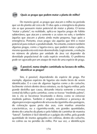 174
Quais as pragas que podem matar a planta de milho?
	 De maneira geral, as pragas que atacam o milho no período
que vai do plantio até cerca de 15 dias após a emergência da planta
são as que possuem maior potencial de matar a planta. O termo
“matar a planta”, na realidade, aplica-se àquelas pragas de hábito
subterrâneo, que atacam a semente e as raízes no solo, e também
àquelas que atacam a planta ainda muito pequena, logo após a
emergência. Portanto, essas pragas são aquelas que têm o maior
potencial para reduzir a produtividade. No entanto, existem também
algumas pragas, como a lagarta-rosca, que podem matar a planta,
mesmo quando esta está mais desenvolvida. Logicamente, a redução
no número de plantas por unidade de área vai depender da
densidade populacional de cada espécie envolvida. O problema
pode ser agravado por um ataque de mais de uma espécie de praga.
É possível, numa simples caminhada na lavoura de milho,
identificar as pragas?
	Sim, é possível, dependendo da espécie de praga. Por
exemplo, algumas espécies de lagartas são muito fáceis de serem
identificadas. É o caso de algumas lagartas como a do cartucho,
facilmente visíveis dentro dessa estrutura, ou da lagarta-militar, pela
grande desfolha que causa, deixando intacta somente a nervura
central da folha e pelo caminhar, como se tivesse “medindo palmo”,
isto é, ela se locomove levantando o dorso, como se estivesse
medindo palmos. Também é simples reconhecer a presença de
alguns percevejos sugadores de seiva ou da cigarrinha-das-pastagens,
de coloração quase preta das asas, com manhas amarelas
características, ou a cigarrinha-verde, em grandes quantidades,
dentro do cartucho da planta e pelo hábito de caminhar de maneira
“lateral”. Também é fácil identificar o pulgão-do-milho, pela grande
quantidade de insetos agregados em colônias, dentro do cartucho,
no colmo ou no pendão do milho. Por sua vez, a identificação
239
240
 
