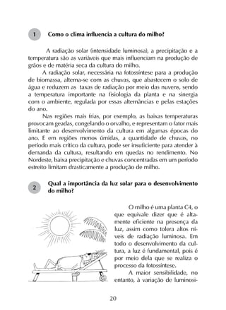 20
Como o clima influencia a cultura do milho?
	A radiação solar (intensidade luminosa), a precipitação e a
temperatura são as variáveis que mais influenciam na produção de
grãos e de matéria seca da cultura do milho.
A radiação solar, necessária na fotossíntese para a produção
de biomassa, alterna-se com as chuvas, que abastecem o solo de
água e reduzem as taxas de radiação por meio das nuvens, sendo
a temperatura importante na fisiologia da planta e na sinergia
com o ambiente, regulada por essas alternâncias e pelas estações
do ano. 	
Nas regiões mais frias, por exemplo, as baixas temperaturas
provocam geadas, congelando o orvalho, e representam o fator mais
limitante ao desenvolvimento da cultura em algumas épocas do
ano. E em regiões menos úmidas, a quantidade de chuvas, no
período mais crítico da cultura, pode ser insuficiente para atender à
demanda da cultura, resultando em quedas no rendimento. No
Nordeste, baixa precipitação e chuvas concentradas em um período
estreito limitam drasticamente a produção de milho.
Qual a importância da luz solar para o desenvolvimento
do milho?
O milho é uma planta C4, o
que equivale dizer que é alta-
mente eficiente na presença da
luz, assim como tolera altos ní-
veis de radiação luminosa. Em
todo o desenvolvimento da cul-
tura, a luz é fundamental, pois é
por meio dela que se realiza o
processo da fotossíntese.
A maior sensibilidade, no
entanto, à variação de luminosi-
1
2
 