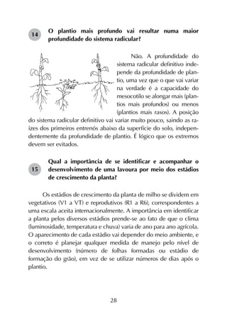 28
O plantio mais profundo vai resultar numa maior
profundidade do sistema radicular?
Não. A profundidade do
sistema radicular definitivo inde-
pende da profundidade de plan-
tio, uma vez que o que vai variar
na verdade é a capacidade do
mesocotilo se alongar mais (plan-
tios mais profundos) ou menos
(plantios mais rasos). A posição
do sistema radicular definitivo vai variar muito pouco, saindo as ra-
ízes dos primeiros entrenós abaixo da superfície do solo, indepen-
dentemente da profundidade de plantio. É lógico que os extremos
devem ser evitados.
Qual a importância de se identificar e acompanhar o
desenvolvimento de uma lavoura por meio dos estádios
de crescimento da planta?
Os estádios de crescimento da planta de milho se dividem em
vegetativos (V1 a VT) e reprodutivos (R1 a R6), correspondentes a
uma escala aceita internacionalmente. A importância em identificar
a planta pelos diversos estádios prende-se ao fato de que o clima
(luminosidade, temperatura e chuva) varia de ano para ano agrícola.
O aparecimento de cada estádio vai depender do meio ambiente, e
o correto é planejar qualquer medida de manejo pelo nível de
desenvolvimento (número de folhas formadas ou estádio de
formação do grão), em vez de se utilizar números de dias após o
plantio.
14
15
 