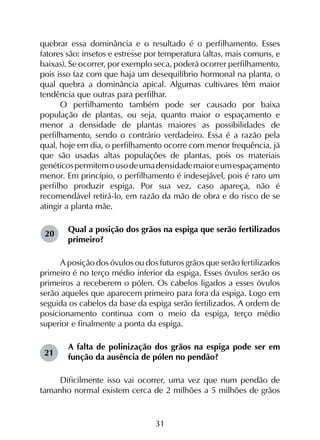31
quebrar essa dominância e o resultado é o perfilhamento. Esses
fatores são: insetos e estresse por temperatura (altas, mais comuns, e
baixas). Se ocorrer, por exemplo seca, poderá ocorrer perfilhamento,
pois isso faz com que haja um desequilíbrio hormonal na planta, o
qual quebra a dominância apical. Algumas cultivares têm maior
tendência que outras para perfilhar.
O perfilhamento também pode ser causado por baixa
população de plantas, ou seja, quanto maior o espaçamento e
menor a densidade de plantas maiores as possibilidades de
perfilhamento, sendo o contrário verdadeiro. Essa é a razão pela
qual, hoje em dia, o perfilhamento ocorre com menor frequência, já
que são usadas altas populações de plantas, pois os materiais
genéticospermitemousodeumadensidademaioreumespaçamento
menor. Em princípio, o perfilhamento é indesejável, pois é raro um
perfilho produzir espiga. Por sua vez, caso apareça, não é
recomendável retirá-lo, em razão da mão de obra e do risco de se
atingir a planta mãe.
Qual a posição dos grãos na espiga que serão fertilizados
primeiro?
A posição dos óvulos ou dos futuros grãos que serão fertilizados
primeiro é no terço médio inferior da espiga. Esses óvulos serão os
primeiros a receberem o pólen. Os cabelos ligados a esses óvulos
serão aqueles que aparecem primeiro para fora da espiga. Logo em
seguida os cabelos da base da espiga serão fertilizados. A ordem de
posicionamento continua com o meio da espiga, terço médio
superior e finalmente a ponta da espiga.
A falta de polinização dos grãos na espiga pode ser em
função da ausência de pólen no pendão?
Dificilmente isso vai ocorrer, uma vez que num pendão de
tamanho normal existem cerca de 2 milhões a 5 milhões de grãos
21
20
 