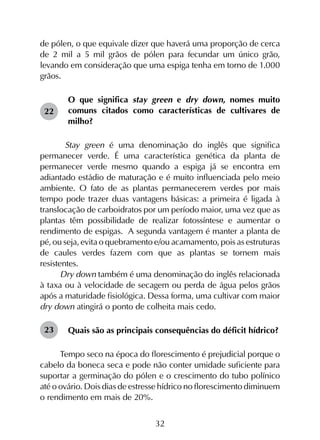 32
de pólen, o que equivale dizer que haverá uma proporção de cerca
de 2 mil a 5 mil grãos de pólen para fecundar um único grão,
levando em consideração que uma espiga tenha em torno de 1.000
grãos.
O que significa stay green e dry down, nomes muito
comuns citados como características de cultivares de
milho?
Stay green é uma denominação do inglês que significa
permanecer verde. É uma característica genética da planta de
permanecer verde mesmo quando a espiga já se encontra em
adiantado estádio de maturação e é muito influenciada pelo meio
ambiente. O fato de as plantas permanecerem verdes por mais
tempo pode trazer duas vantagens básicas: a primeira é ligada à
translocação de carboidratos por um período maior, uma vez que as
plantas têm possibilidade de realizar fotossíntese e aumentar o
rendimento de espigas. A segunda vantagem é manter a planta de
pé, ou seja, evita o quebramento e/ou acamamento, pois as estruturas
de caules verdes fazem com que as plantas se tornem mais
resistentes.
Dry down também é uma denominação do inglês relacionada
à taxa ou à velocidade de secagem ou perda de água pelos grãos
após a maturidade fisiológica. Dessa forma, uma cultivar com maior
dry down atingirá o ponto de colheita mais cedo.
Quais são as principais consequências do déficit hídrico?
Tempo seco na época do florescimento é prejudicial porque o
cabelo da boneca seca e pode não conter umidade suficiente para
suportar a germinação do pólen e o crescimento do tubo polínico
até o ovário. Dois dias de estresse hídrico no florescimento diminuem
o rendimento em mais de 20%.
22
23
 