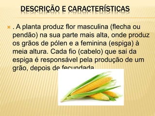 DESCRIÇÃO E CARACTERÍSTICAS
 . A planta produz flor masculina (flecha ou
pendão) na sua parte mais alta, onde produz
os grãos de pólen e a feminina (espiga) à
meia altura. Cada fio (cabelo) que sai da
espiga é responsável pela produção de um
grão, depois de fecundada.
 