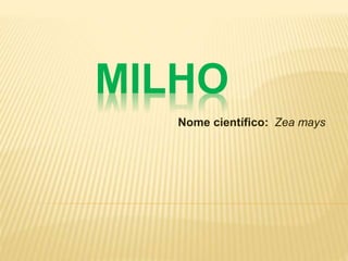 MILHO
Nome científico: Zea mays
 