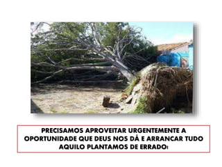 PRECISAMOS APROVEITAR URGENTEMENTE A
OPORTUNIDADE QUE DEUS NOS DÁ E ARRANCAR TUDO
AQUILO PLANTAMOS DE ERRADO!
 