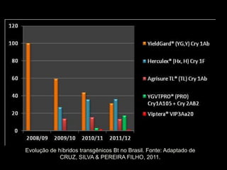 Evolução de híbridos transgênicos Bt no Brasil. Fonte: Adaptado de
             CRUZ, SILVA & PEREIRA FILHO, 2011.
 