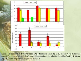 120               Não Bt       YG   HX


                                              100




            Sobrevivência 48 h .
                                              80


                                              60


                                              40


                                              20


                                               0
                                                        1                2                  3                 4       5


                                                700                                Não Bt           YG   HX

                                                600

                                                500
                       Biomassa larvas (mg)




                                                400

                                                300

                                                200

                                                100

                                                    0
                                                            1                2                  3                 4   5
                                               -100



Figura – Percentual de Sobrevivência (A) e biomassa larval(b) ( IC média 95%) da fase de
larva de Spodoptera frugiperda (Smith), alimentando-se em híbridos de milho-Bt (Cry 1 A(b) e
Cry 1 F) e seus respectivos isogênicos não-Bt. C
 