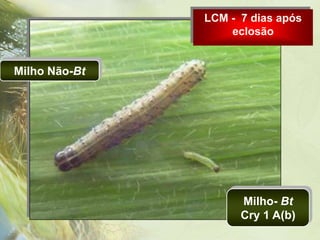 LCM - 7 dias após
                   eclosão


Milho Não-Bt




                     Milho- Bt
                     Cry 1 A(b)
 