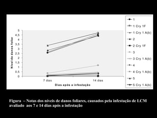 1

                                                                                             1 Cry 1F
                                  5
                                                                                             1 Cry 1 A(b)
N íve l d e d an o s f oliares




                                 4,5
                                  4                                                          2
                                 3,5
                                                                                             2 Cry 1F
                                  3
                                 2,5                                                         3
                                  2                                                          3 Cry 1 A(b)
                                 1,5
                                                                                             4
                                  1
                                 0,5                                                         4 Cry 1 A(b)
                                  0
                                                                                             5
                                       7 dia s                                     14 dias
                                                 D ia s a p ós a i n fe st açã o             5 Cry 1 A(b)




Figura – Notas dos níveis de danos foliares, causados pela infestação de LCM
avaliado aos 7 e 14 dias após a infestação.
 