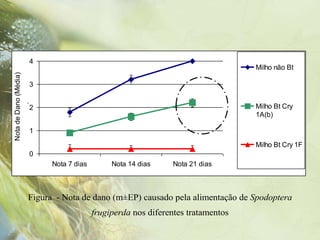 4
                                                                             Milho não Bt
Nota de Dano (Média)




                   3
          .




                   2                                                         Milho Bt Cry
                                                                             1A(b)

                   1
                                                                             Milho Bt Cry 1F
                   0
                       Nota 7 dias        Nota 14 dias    Nota 21 dias



                 Figura - Nota de dano (m±EP) causado pela alimentação de Spodoptera
                                     frugiperda nos diferentes tratamentos
 