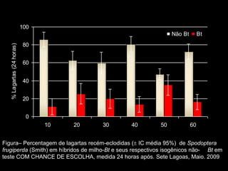 100
                                                                Não Bt        Bt
                           80
   % Lagartas (24 horas)




                           60


                           40


                           20


                            0
                                 10   20   30   40         50            60


Figura– Percentagem de lagartas recém-eclodidas ( IC média 95%) de Spodoptera
frugiperda (Smith) em híbridos de milho-Bt e seus respectivos isogênicos não- Bt em
teste COM CHANCE DE ESCOLHA, medida 24 horas após. Sete Lagoas, Maio. 2009
 