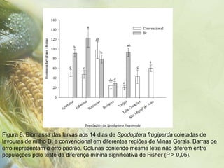 Figura 8. Biomassa das larvas aos 14 dias de Spodoptera frugiperda coletadas de
lavouras de milho Bt e convencional em diferentes regiões de Minas Gerais. Barras de
erro representam o erro padrão. Colunas contendo mesma letra não diferem entre
populações pelo teste da diferença mínina significativa de Fisher (P > 0,05).
 