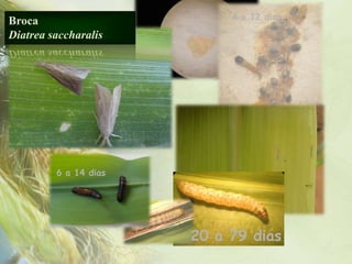 4 a 12 dias
Broca
Diatrea saccharalis




        6 a 14 dias
         6 a 14 dias




                       20 a 79 dias
 