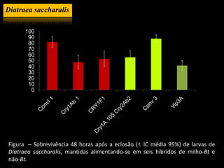 Diatraea saccharalis

      100
       90
       80
       70
       60
       50
       40
       30
       20
       10
        0




Figura – Sobrevivência 48 horas após a eclosão ( IC média 95%) de larvas de
Diatraea saccharalis, mantidas alimentando-se em seis híbridos de milho-Bt e
não-Bt.
 
